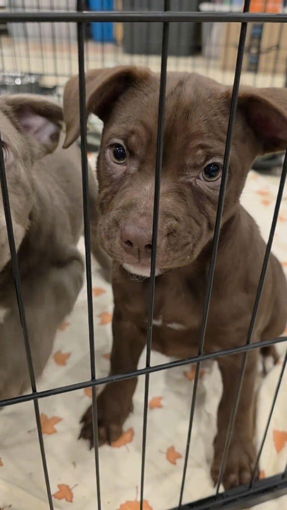 HICKORY - Pit Bull Terrier / Terrier available for adoption