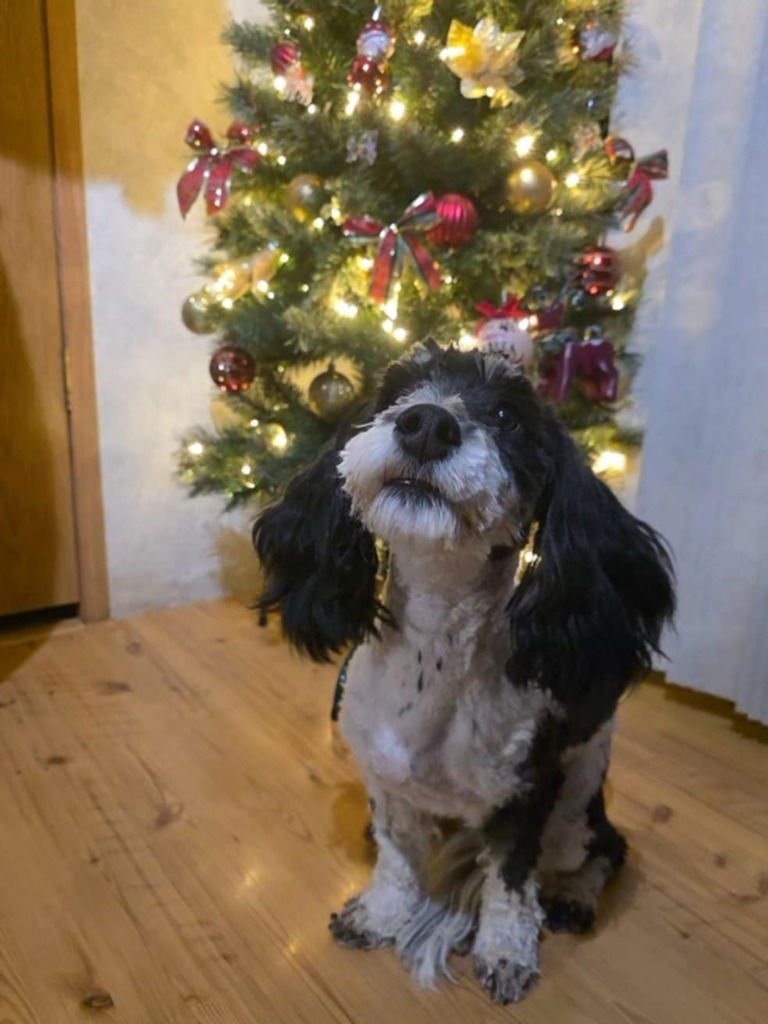 KYRA - Bernese Mountain Dog / Poodle (unknown type) available for adoption