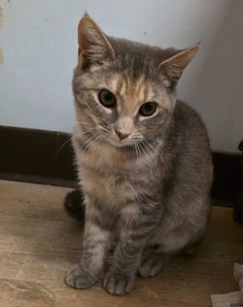 GRACIE - Domestic Short Hair available for adoption