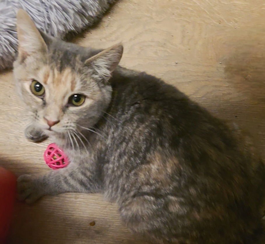 GRACIE - Domestic Short Hair available for adoption