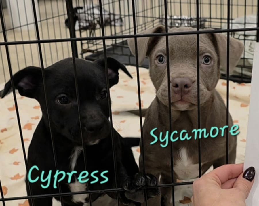 SYCAMORE - Pit Bull Terrier / Terrier available for adoption