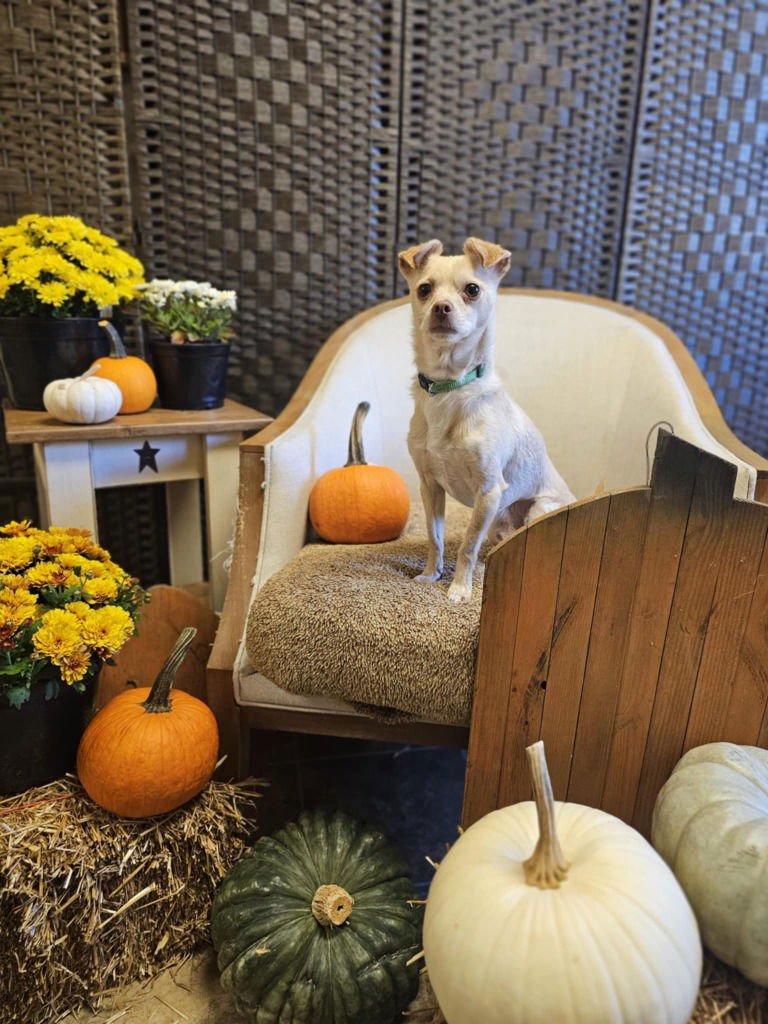 BLADE - Chihuahua available for adoption