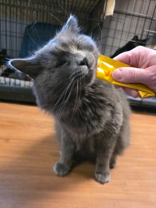 LINK - Domestic Long Hair available for adoption