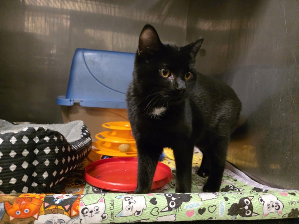 TREBLE - Domestic Short Hair available for adoption