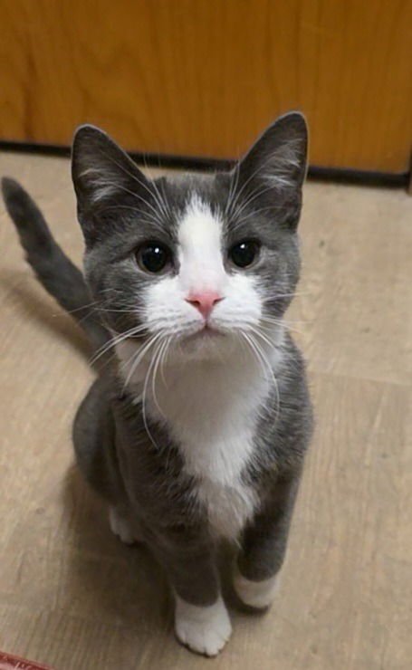 SAMMY - Domestic Short Hair available for adoption