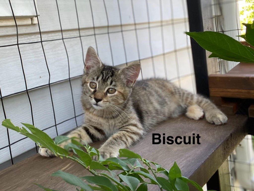 RUBY - Golden Retriever / Poodle (unknown type) available for adoption