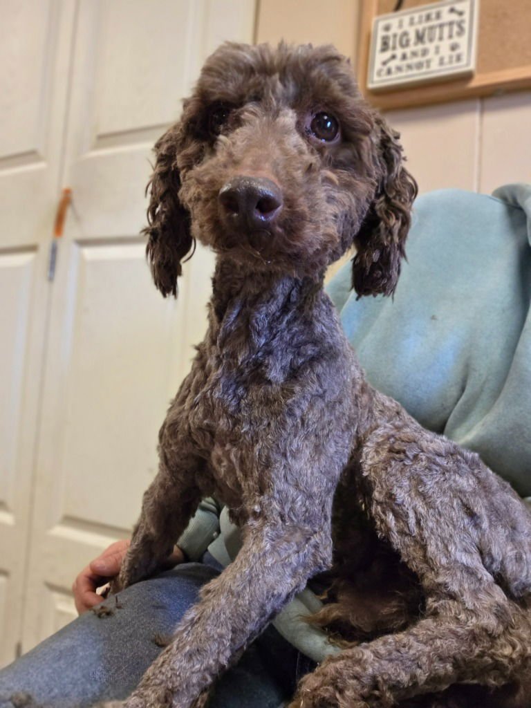 PENN - Poodle (unknown type) available for adoption