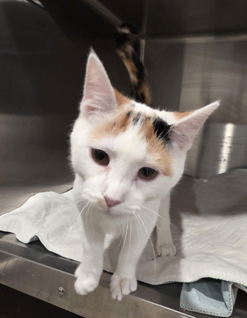 ALINA - Domestic Short Hair available for adoption