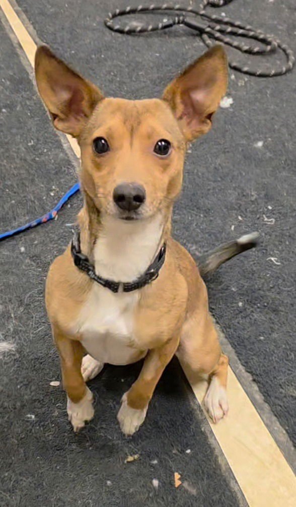 SEPHORA - Jack Russell Terrier available for adoption