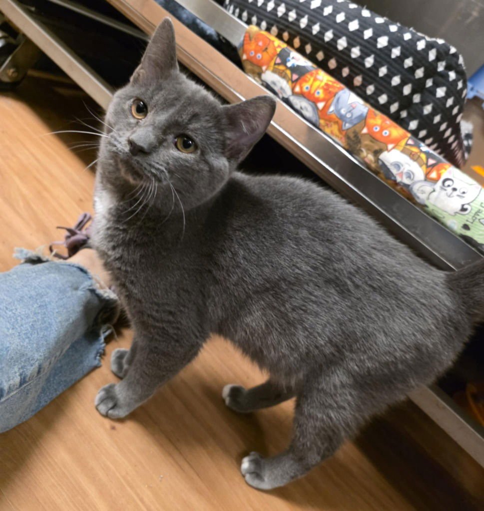 RHYTHM - Domestic Short Hair available for adoption