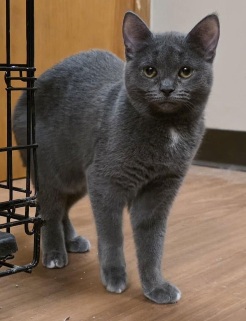 LYRIC - Domestic Short Hair available for adoption