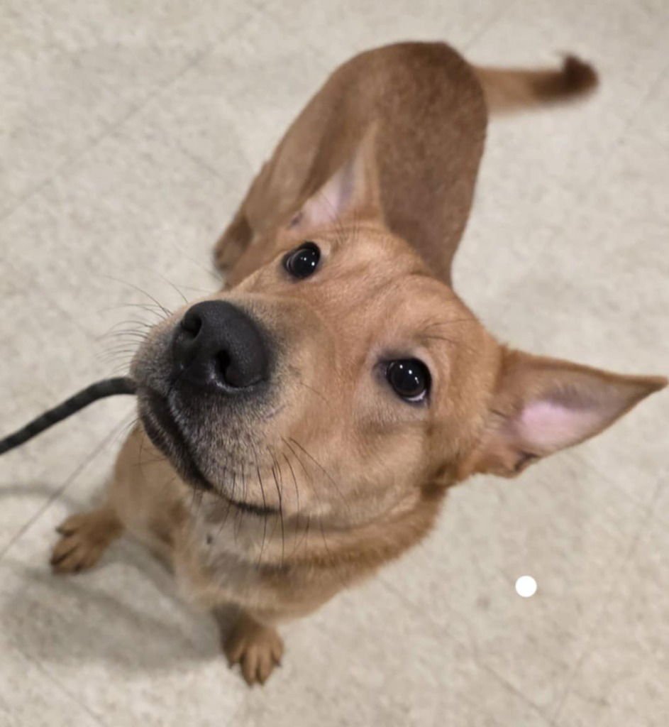 POSIE - Terrier available for adoption