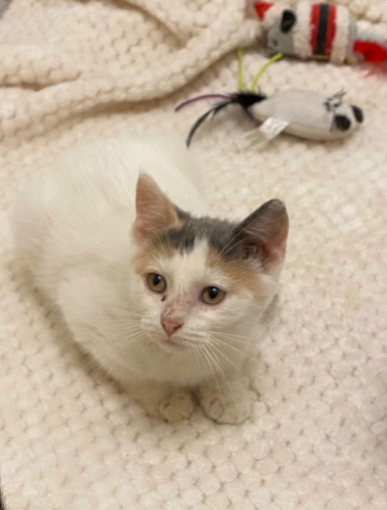 SPRINKLES - Domestic Short Hair available for adoption