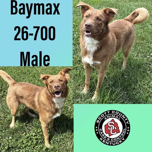 BAYMAX - Shepherd for adoption in Lexington
