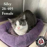 Silvy - Photo 1