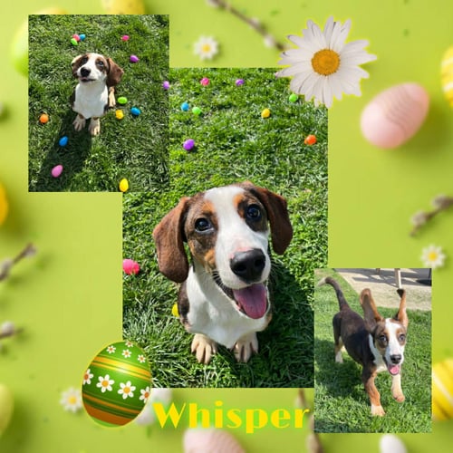 WHISPER - Basset Hound for adoption in Lexington