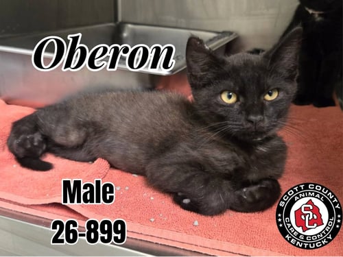 OBERON - Domestic Short Hair for adoption in Lexington