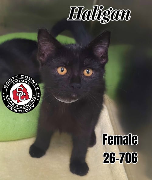 HALIGAN - Domestic Short Hair for adoption in Lexington