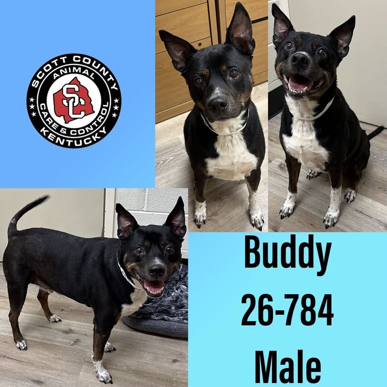 Buddy Image