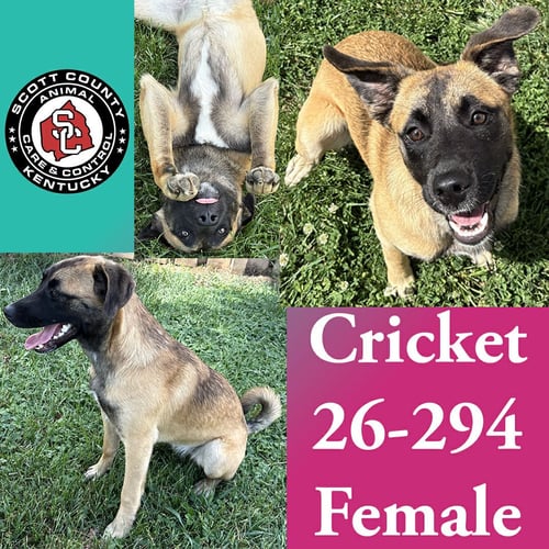 CRICKET