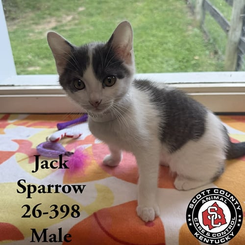 JACK SPARROW - Domestic Short Hair available for adoption