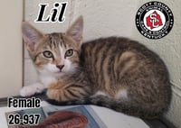 Lil - Photo 1