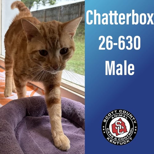 CHATTERBOX