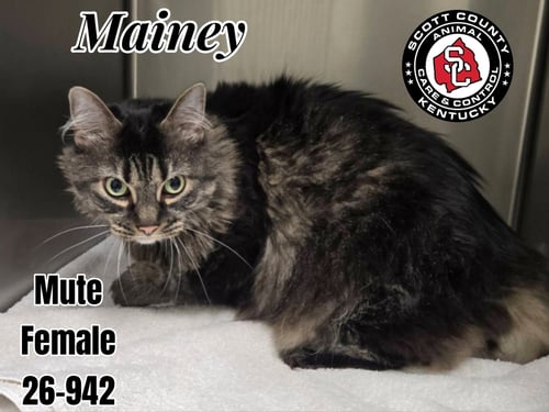 MAINEY - Domestic Long Hair available for adoption