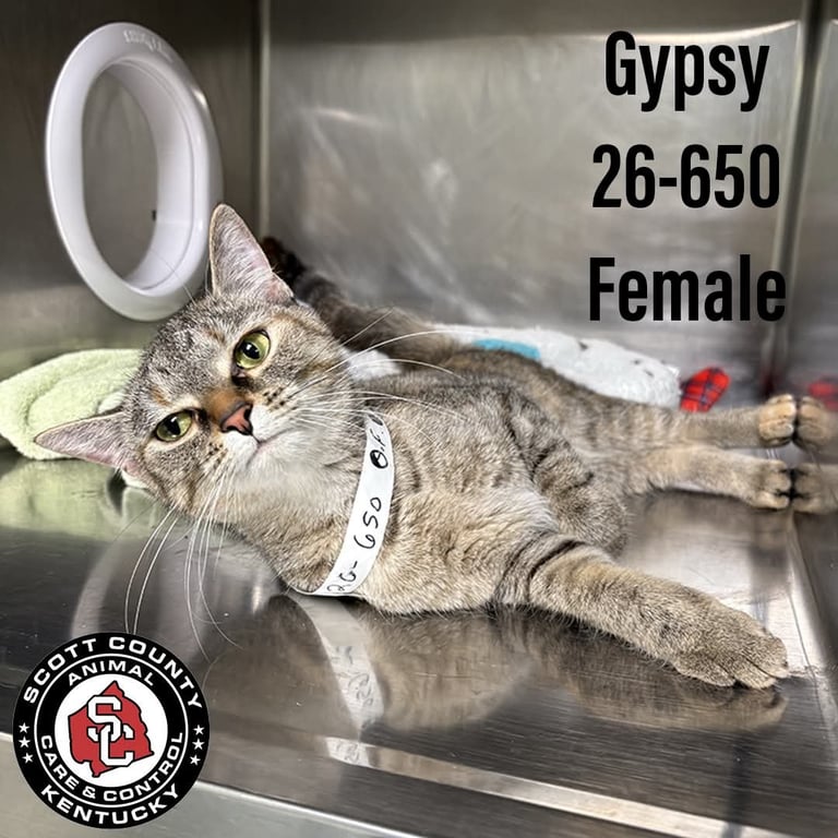 Gypsy Image