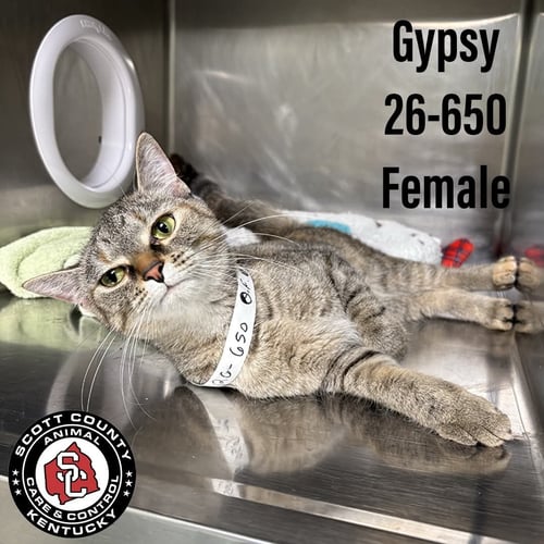 GYPSY - Domestic Short Hair available for adoption