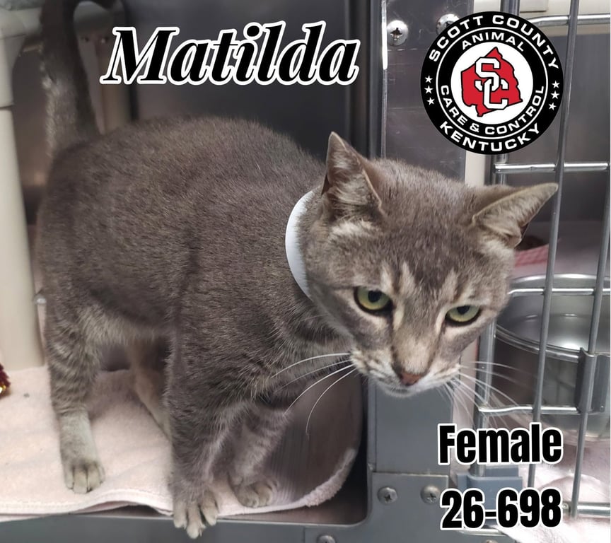Matilda Image