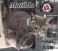 Matilda - Photo 1