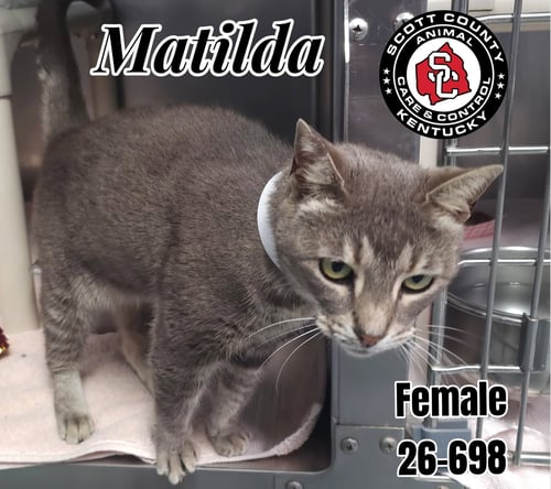 MATILDA - Domestic Short Hair available for adoption