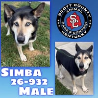 Simba - Photo 1