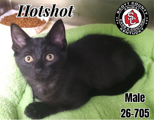 HOTSHOT - Domestic Short Hair for adoption in Lexington