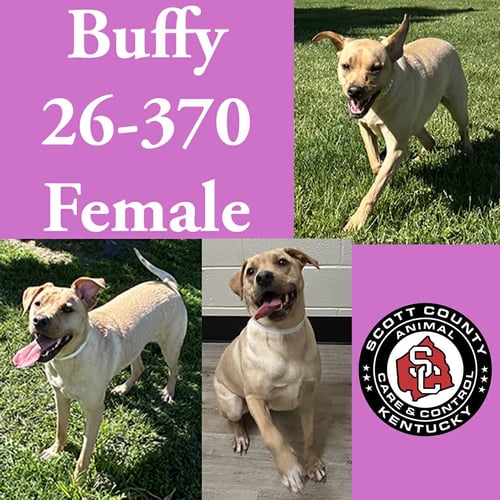 BUFFY - Labrador Retriever for adoption in Lexington