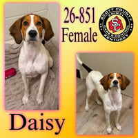 Daisy - Photo 1
