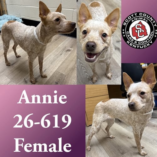 ANNIE