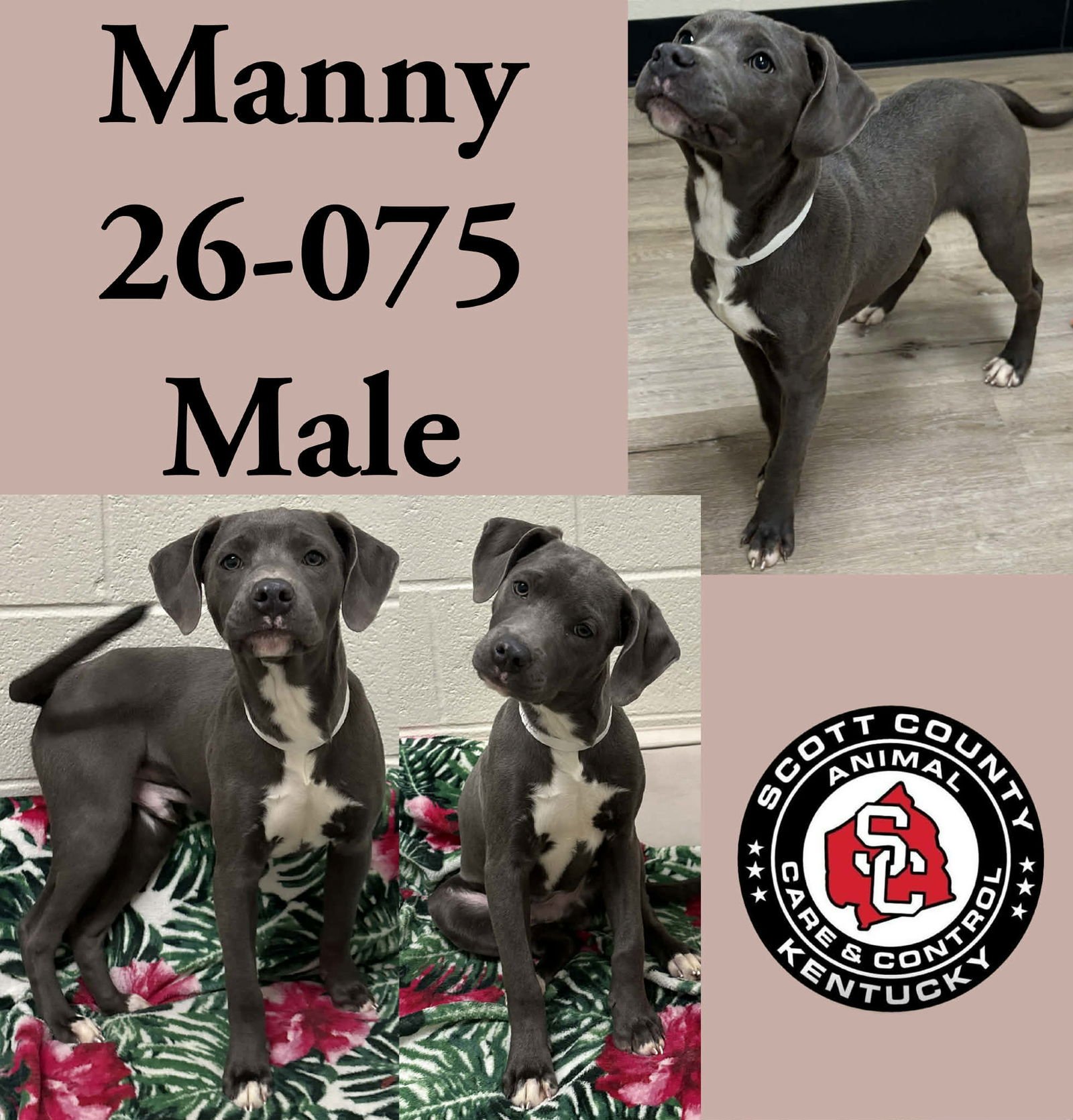 MANNY - Labrador Retriever / Pit Bull Terrier available for adoption