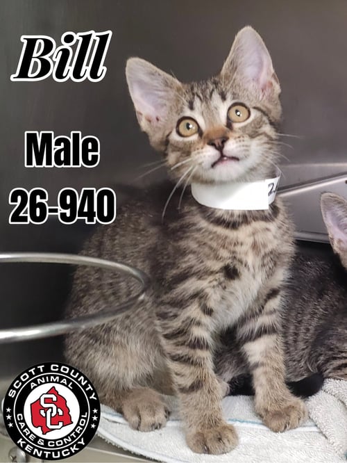 BILL - Domestic Short Hair for adoption in Lexington
