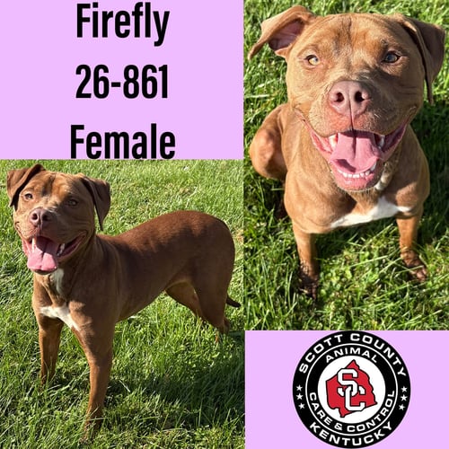 FIREFLY - American Pit Bull Terrier for adoption in Lexington