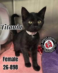 Titania - Photo 1
