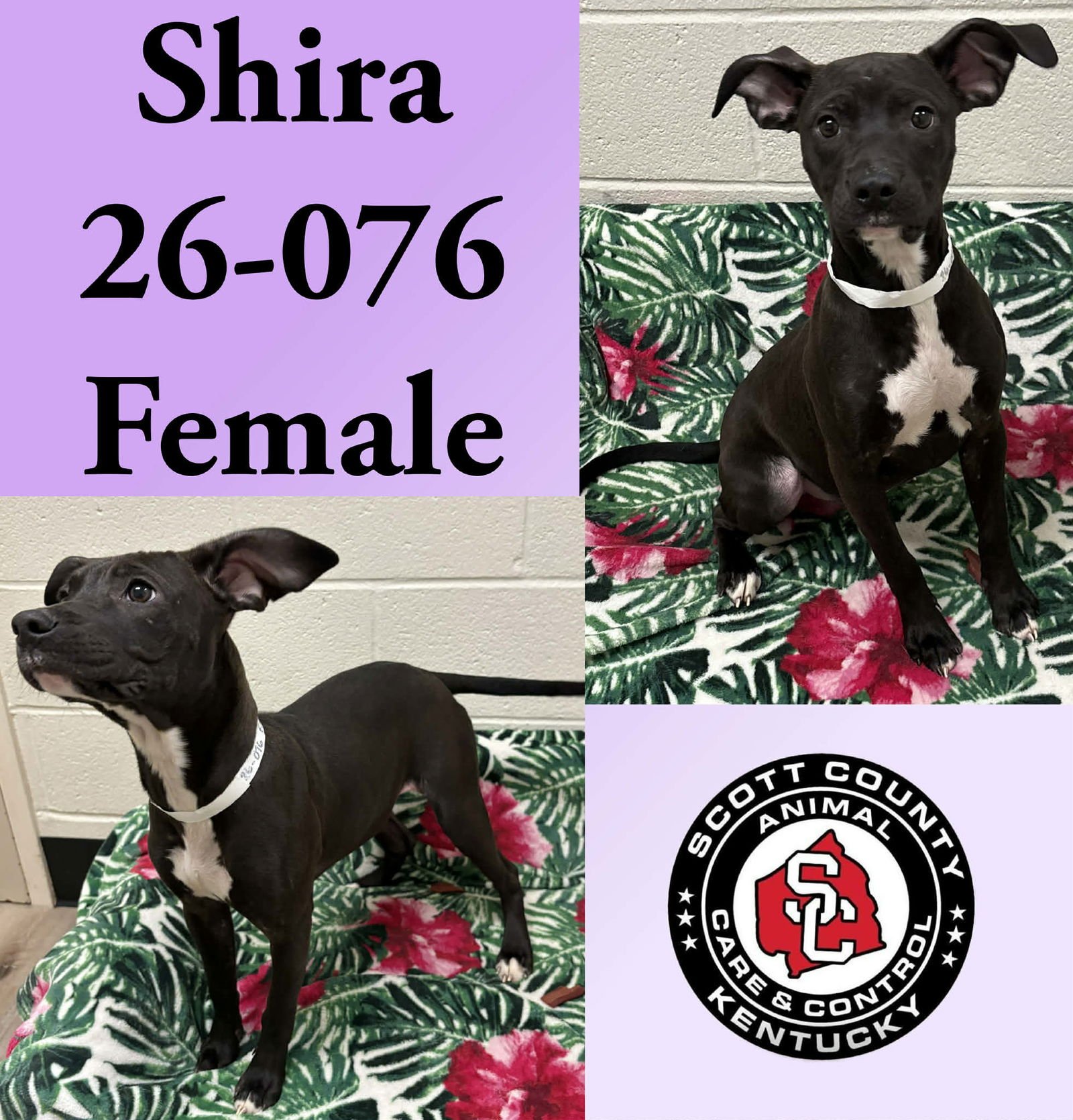SHIRA - Labrador Retriever / Pit Bull Terrier available for adoption