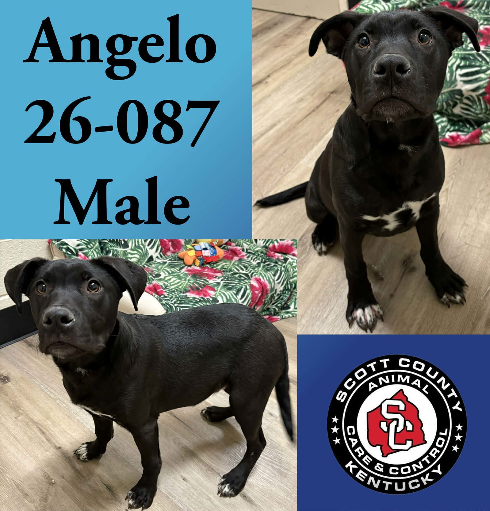 ANGELO - Labrador Retriever available for adoption