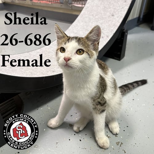 SHELDON - Domestic Short Hair available for adoption