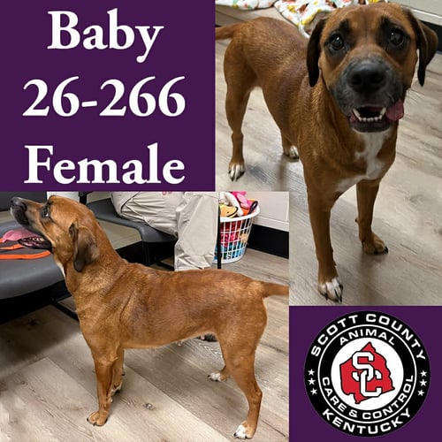 BABY - Beagle / Boxer for adoption in Lexington