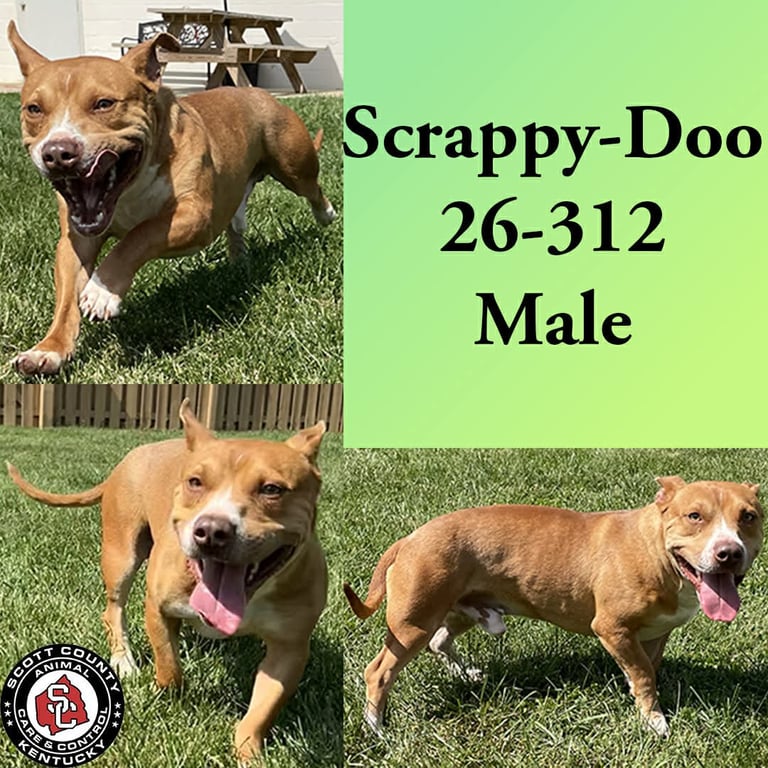 Scrappy-Doo Image