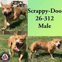 Scrappy-Doo - Photo 1