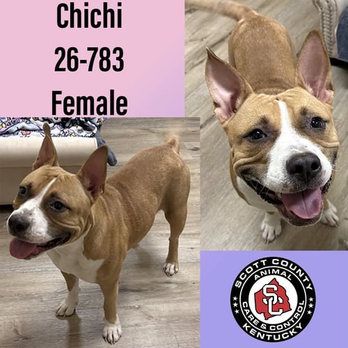 CHICHI