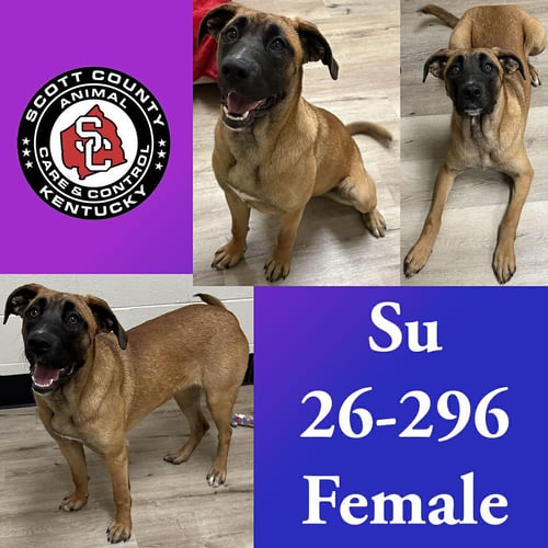 SU - Dutch Shepherd for adoption in Lexington